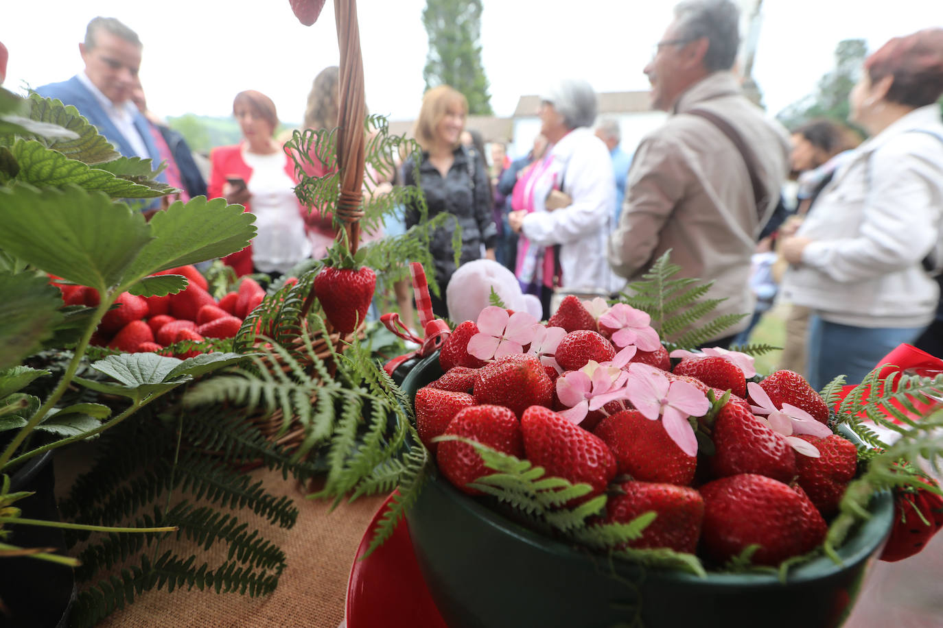 Fotos Grullos se llena para probar las primeras fresas de la temporada